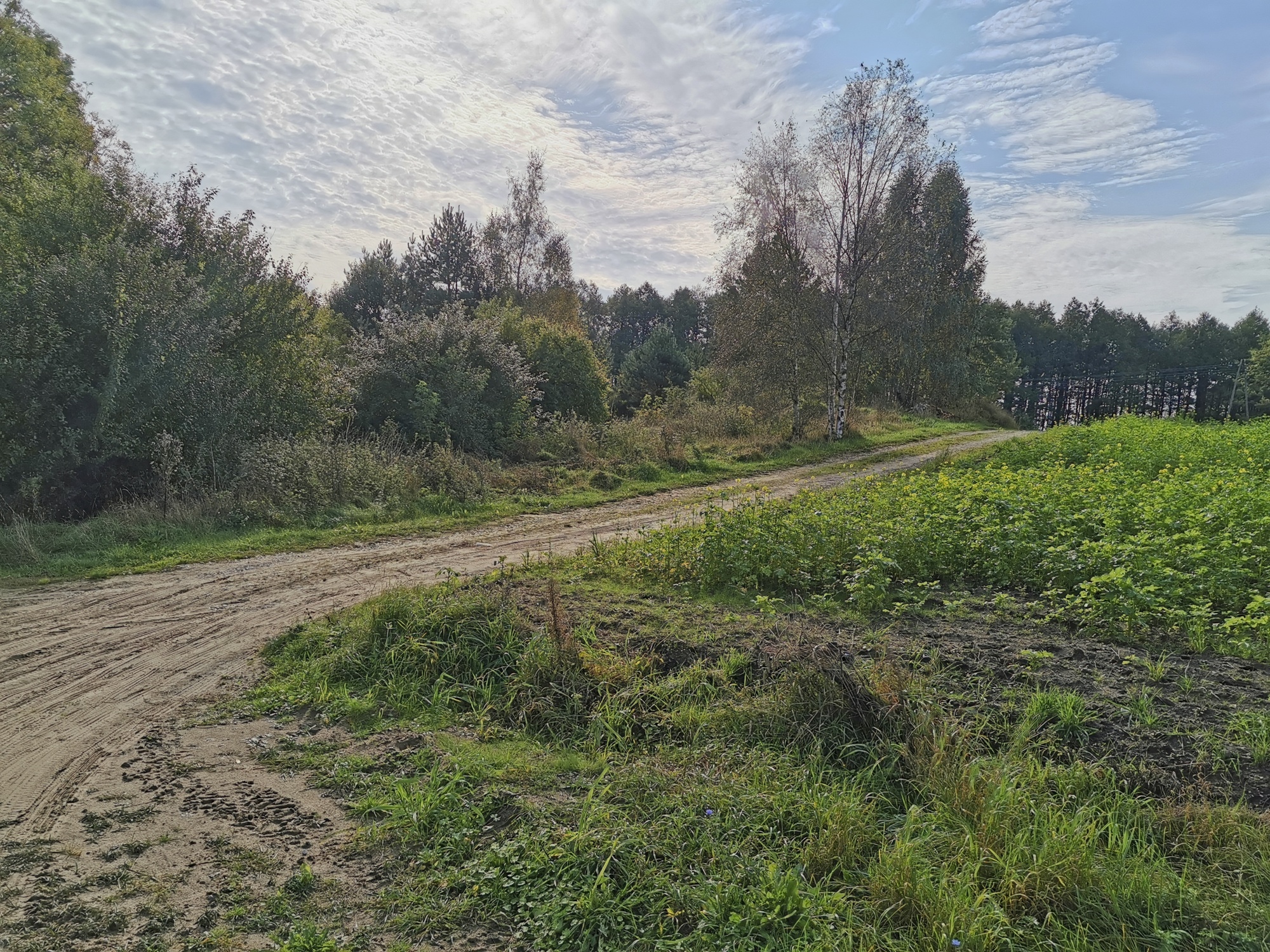 26-Niewiarowo, stan.1-grodzisko. Fot. L.Pawlata.jpg 26-Niewiarowo, stan.1-grodzisko. Fot. L.Pawlata.jpg